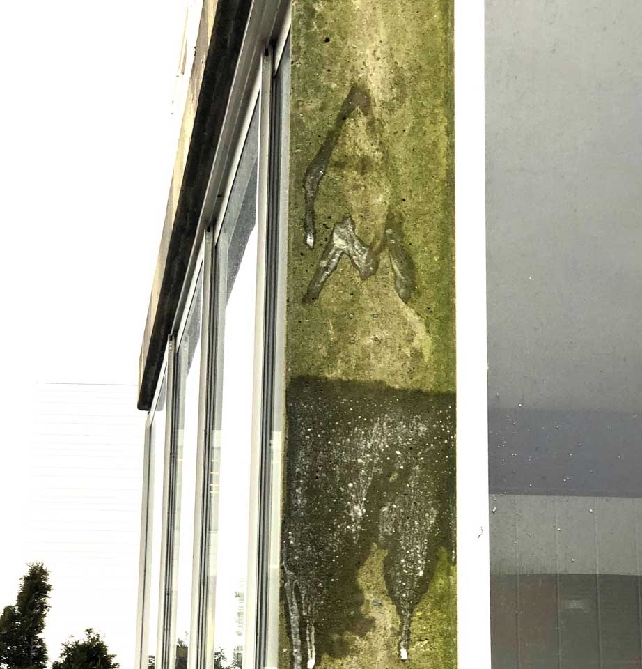Betongvegg før fjerning av mose