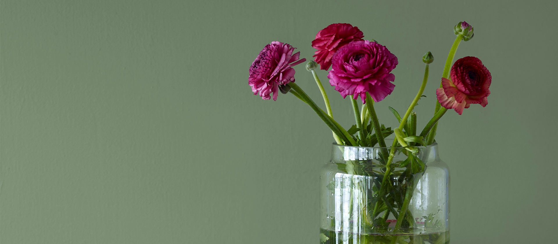 Lilla roser foran grønn vegg.