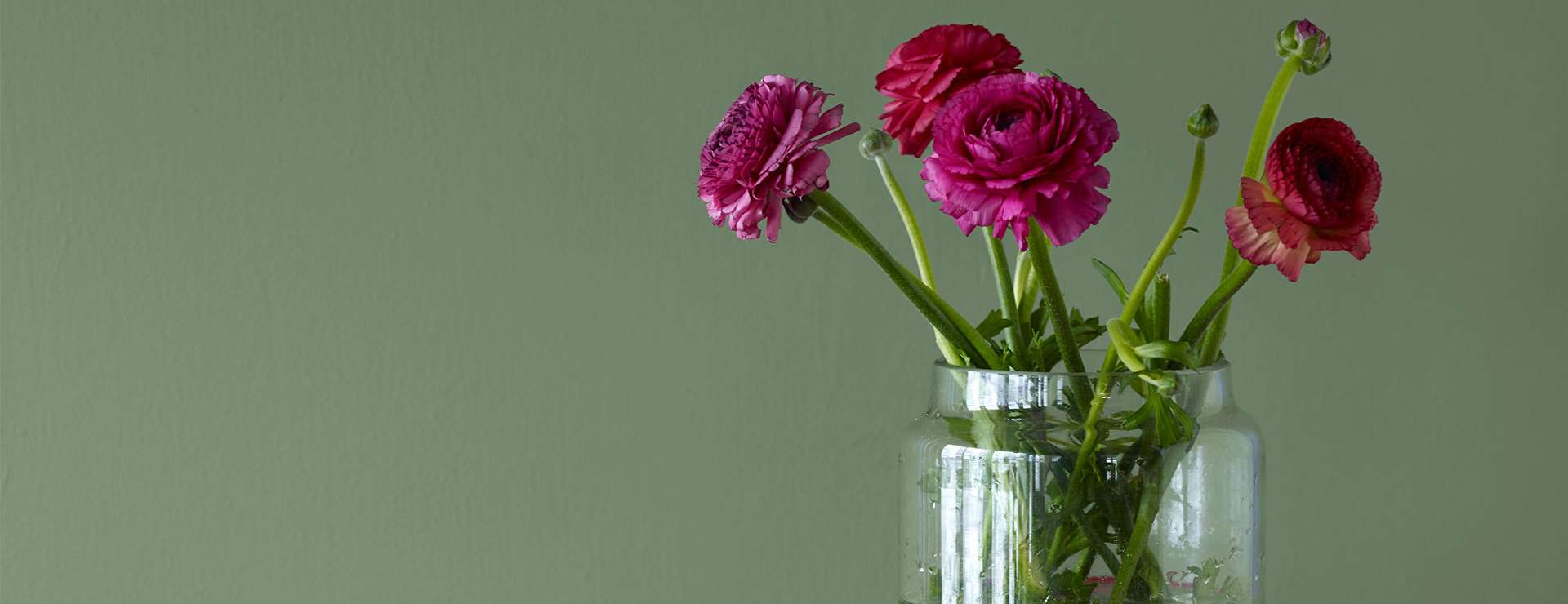 Lilla roser foran grønn vegg.