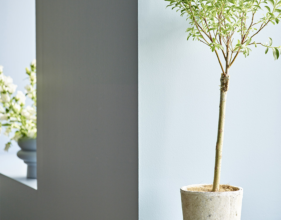 Dempet blå FR2604 i vindu