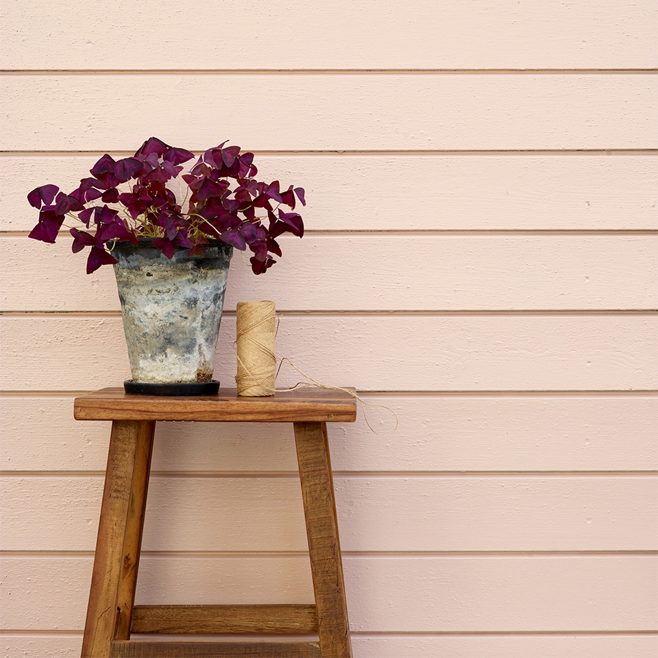 Epleblomst rosa husfarge