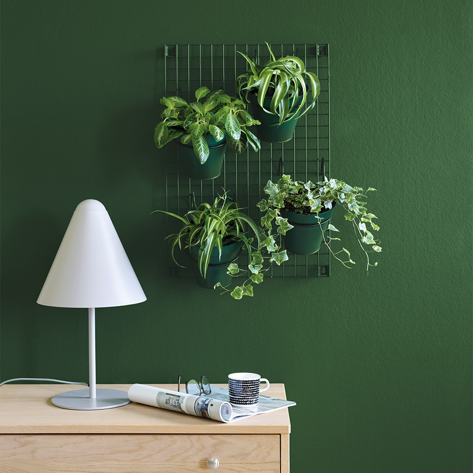 Fiolinfiken veggfarge grønn