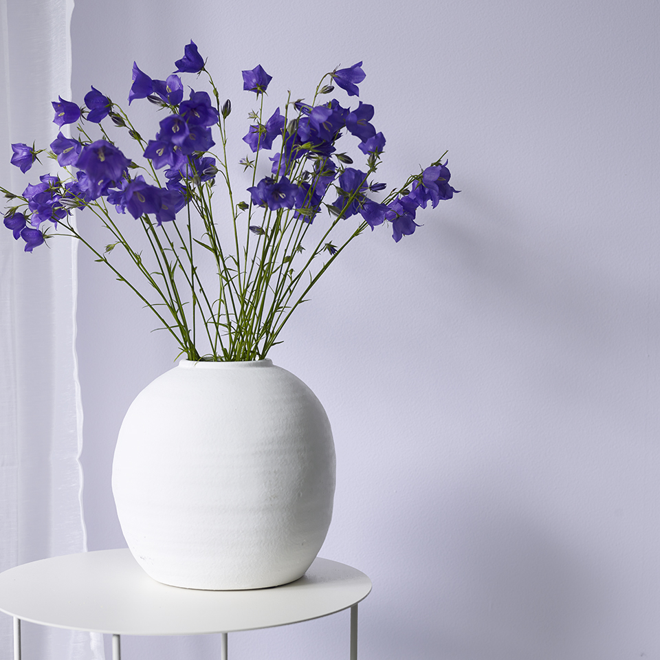 Fløyelsmyk FR2005 960.jpg