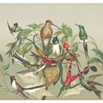 Storeys Curiosity 543520