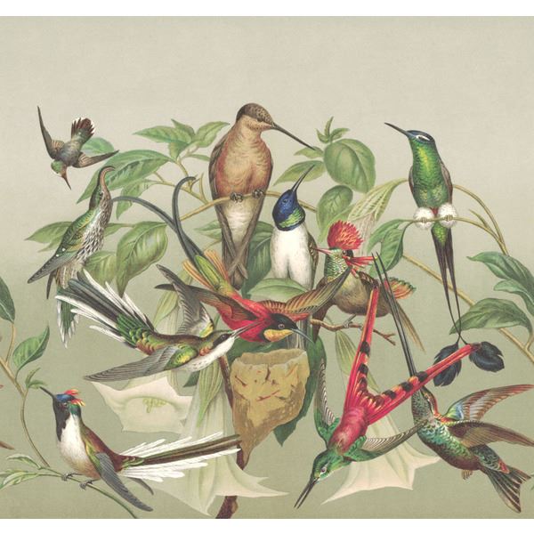 Storeys Curiosity 543520