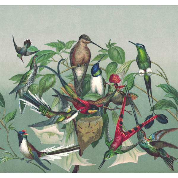 Storeys Curiosity 543544