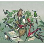 Storeys Curiosity 543544