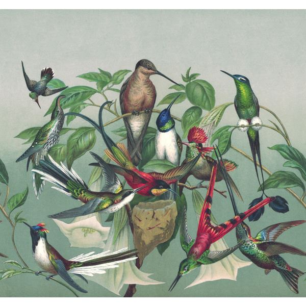 Storeys Curiosity 543544