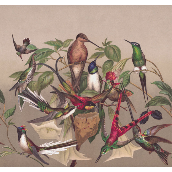 Storeys Curiosity 543568