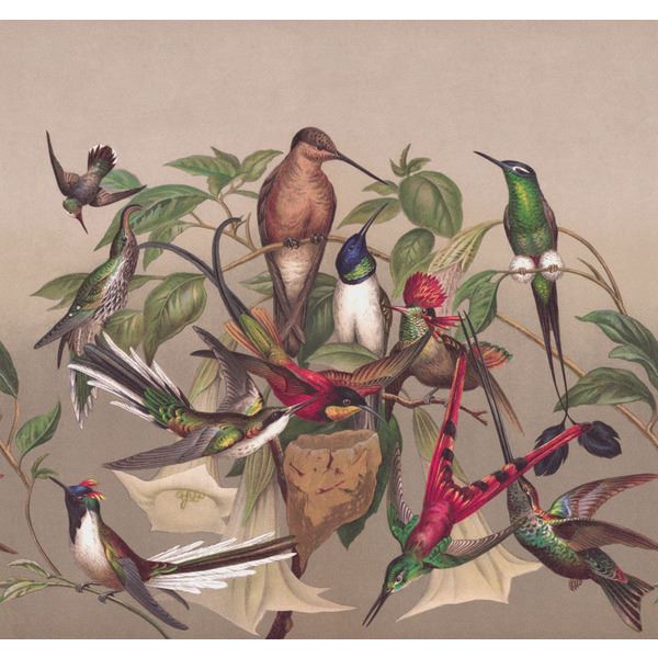 Storeys Curiosity 543568