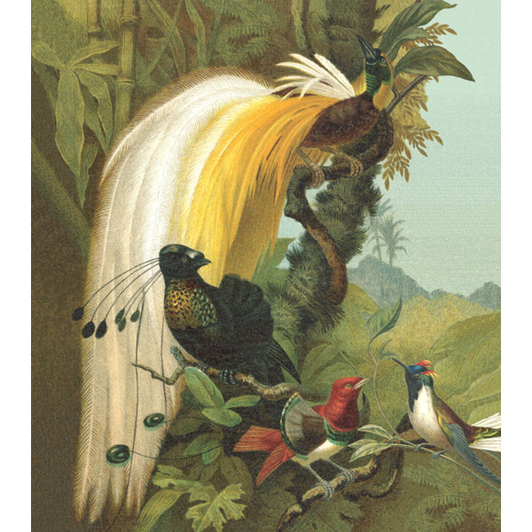 Storeys Curiosity 543780