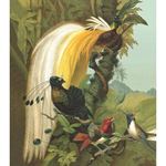 Storeys Curiosity 543780