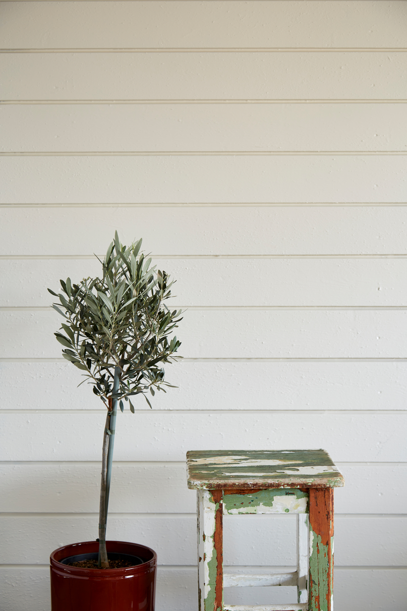 Carrara FR6125[3].jpg