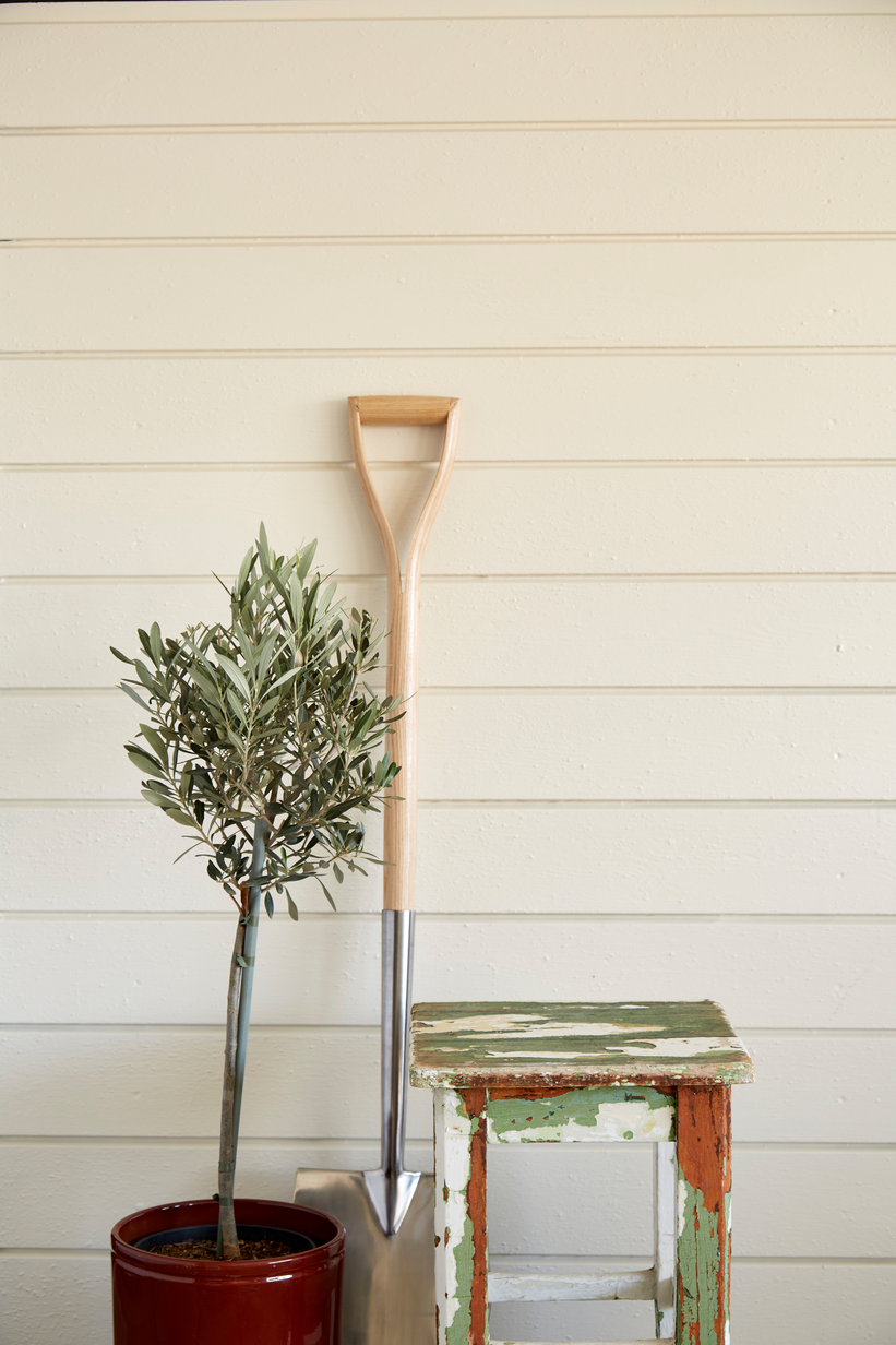 Carrara FR6125[4].jpg