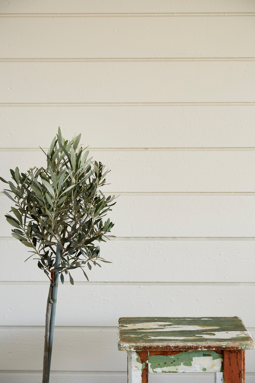 Carrara FR6125[5].jpg