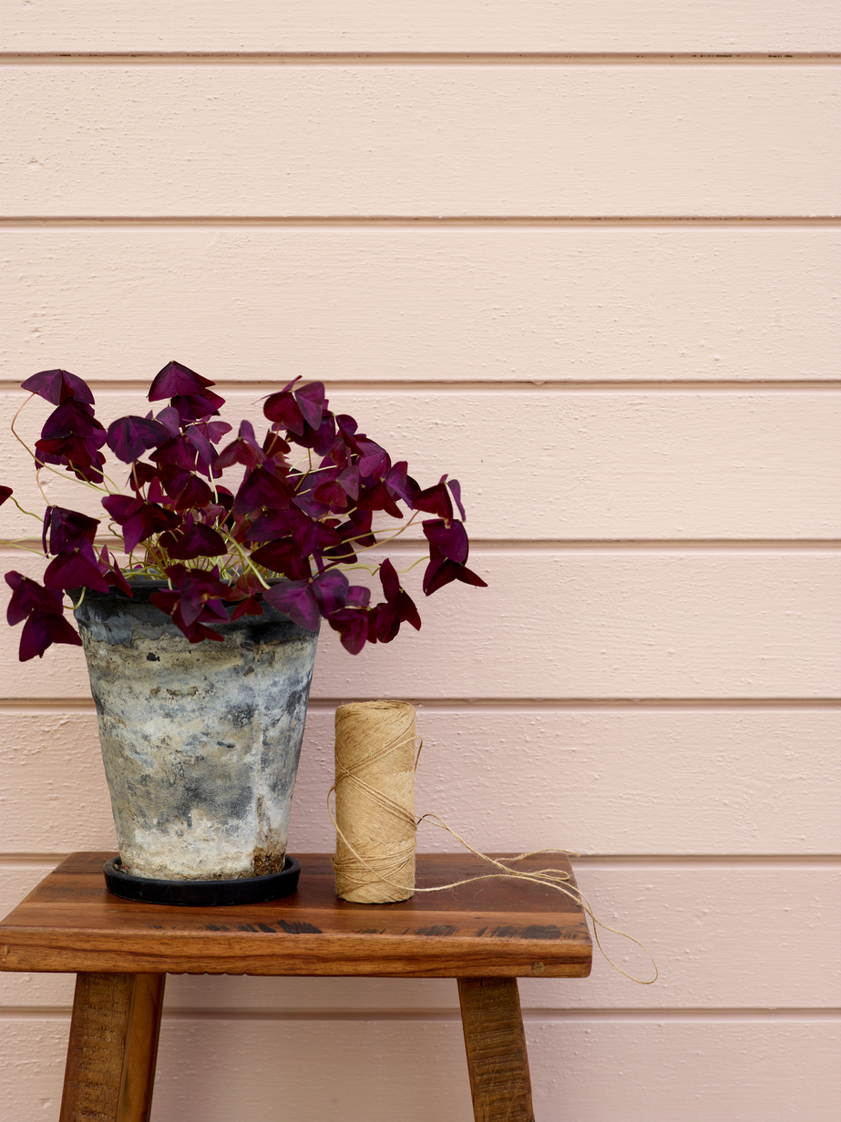 Epleblomst FR2450 03.jpg