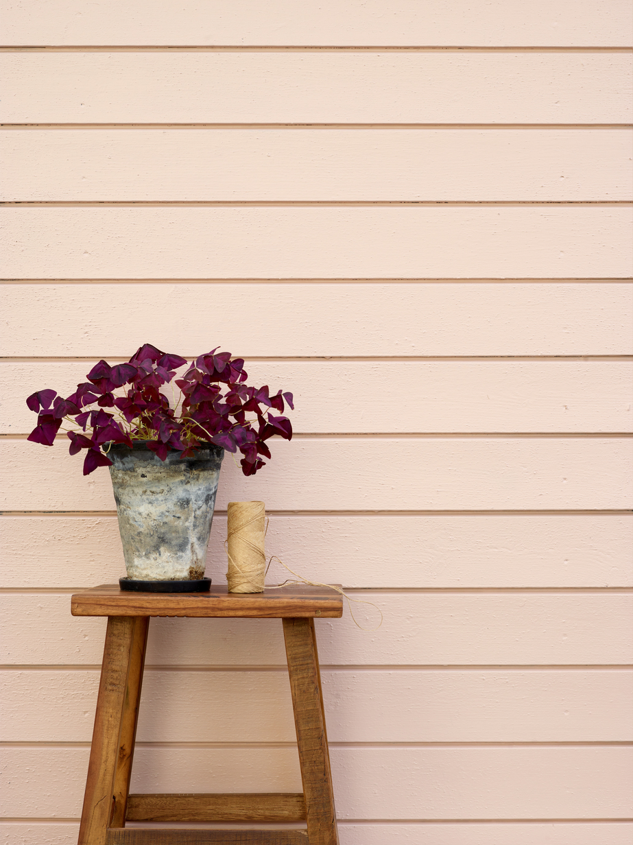 Epleblomst FR2450 04.jpg