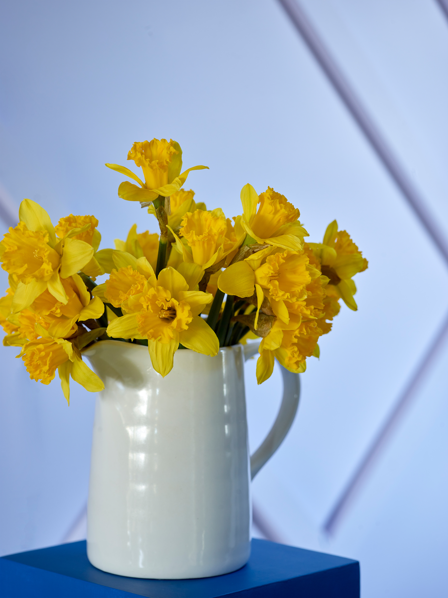 FR2005 Fløyelsmyk 08.jpg