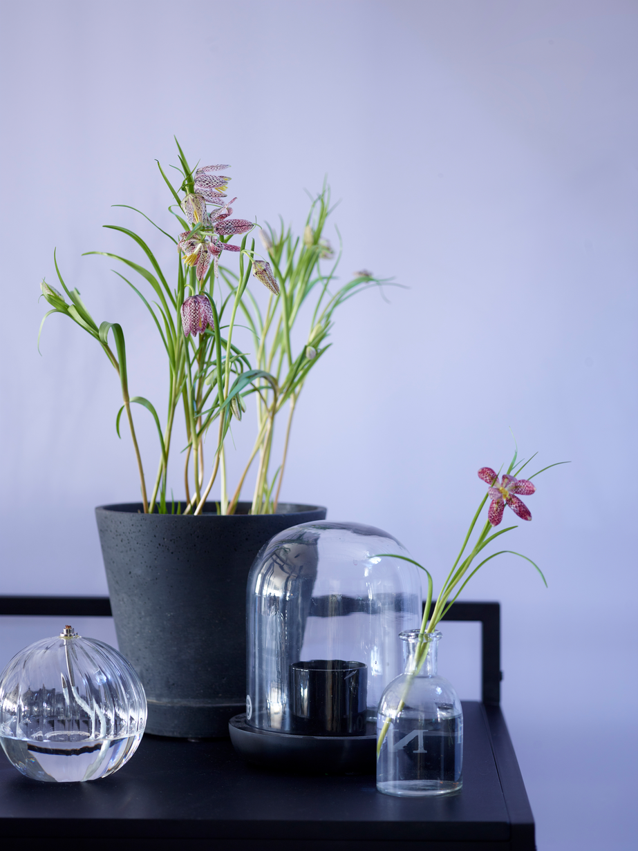 FR2005 Fløyelsmyk 11.jpg