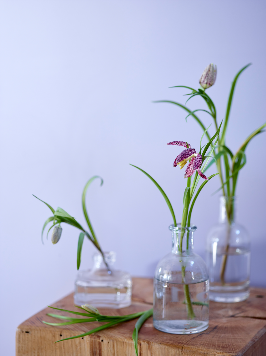 FR2005 Fløyelsmyk 12.jpg