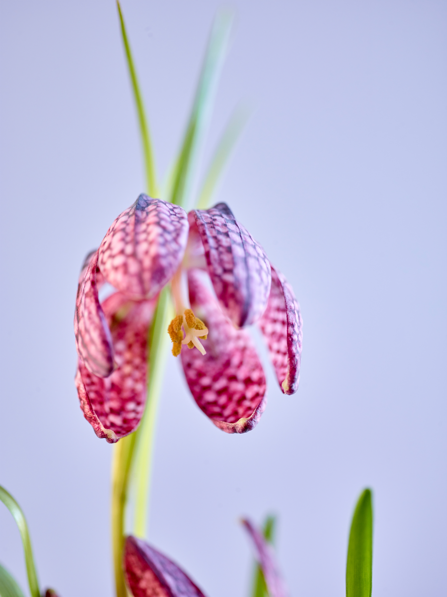 FR2005 Fløyelsmyk 22.jpg