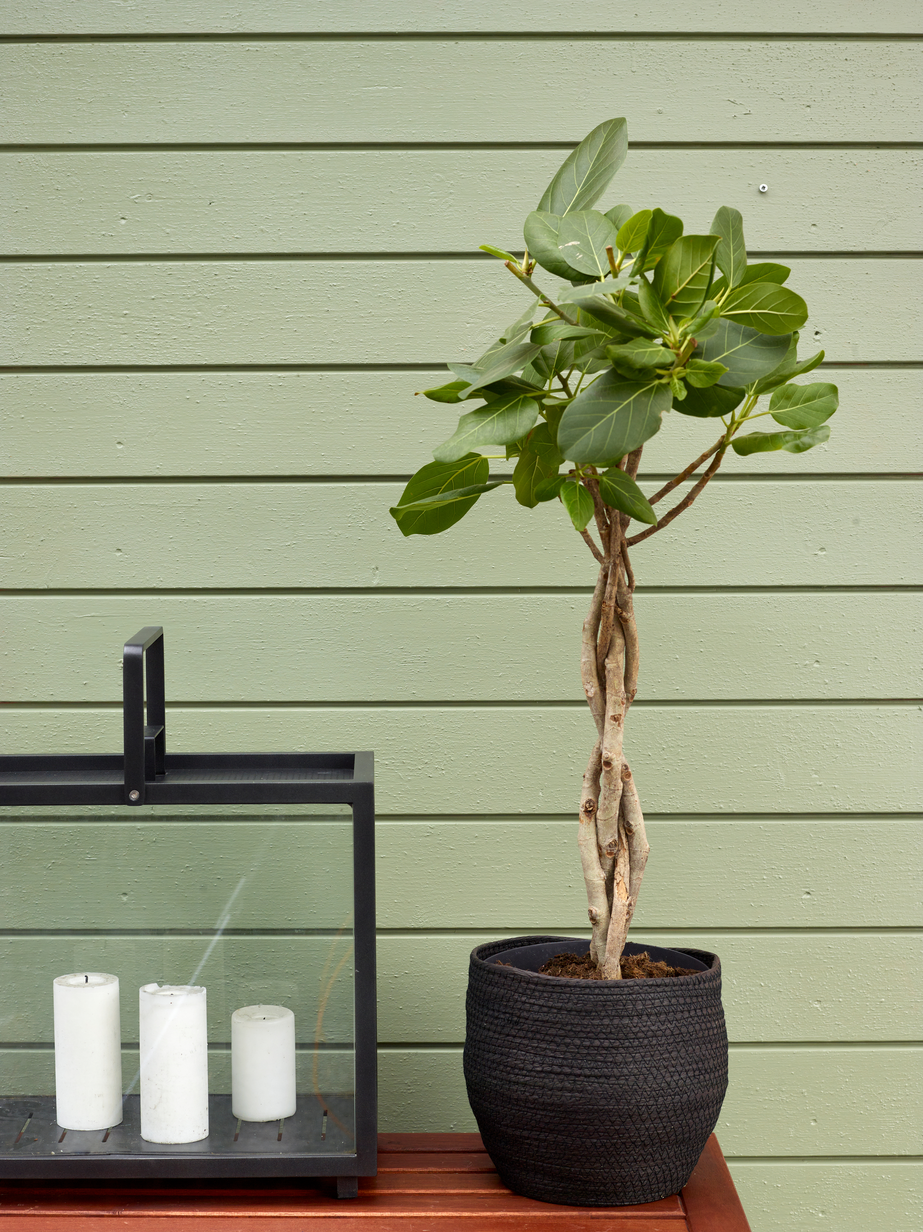 FR6110 Grønn empire 04.jpg