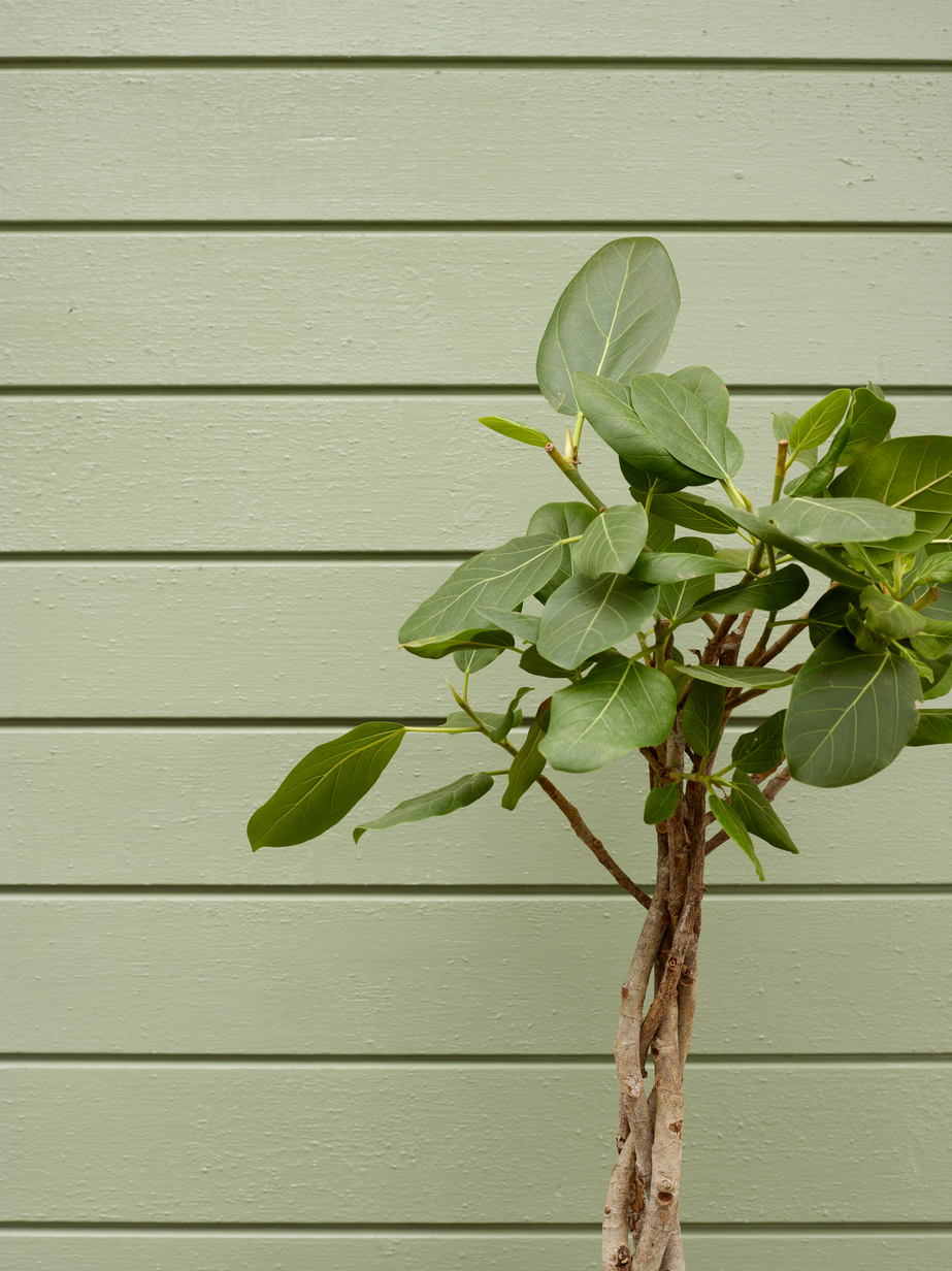 FR6110 Grønn empire 05.jpg