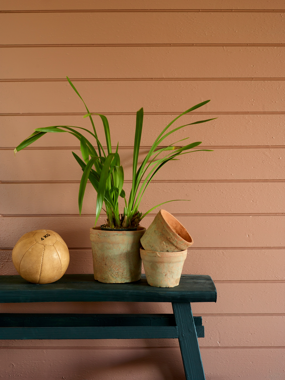 Høstblomst FR2451.jpg