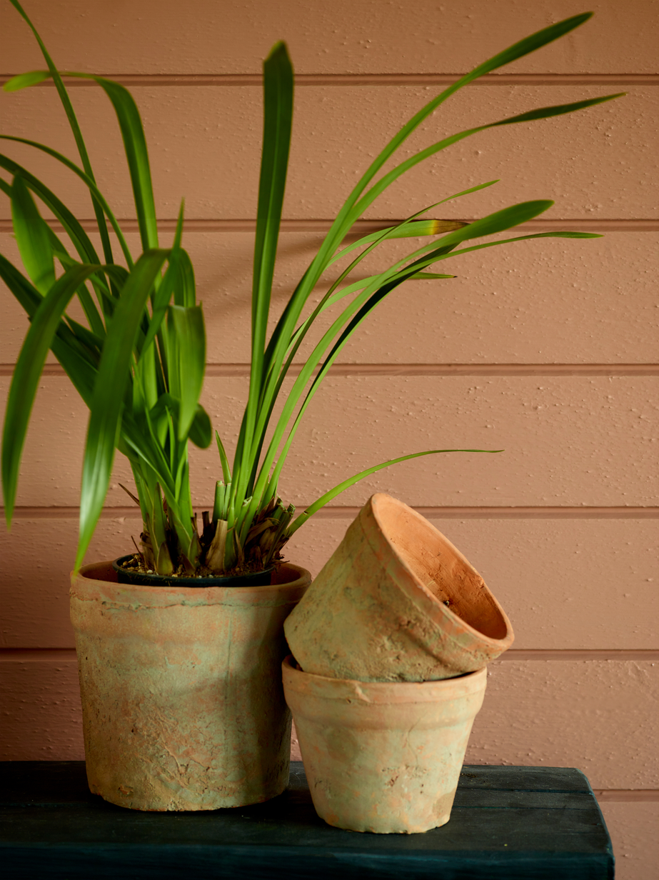 Høstblomst FR2451[1].jpg