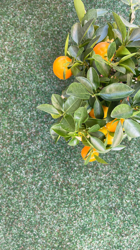 Inhouse Group Gressteppe New Meadow Mosegrønn - 4m