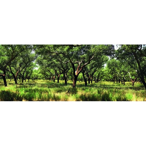WICANDERS Wicanders Kork Natural Epoca Oak Honey 1,806m2