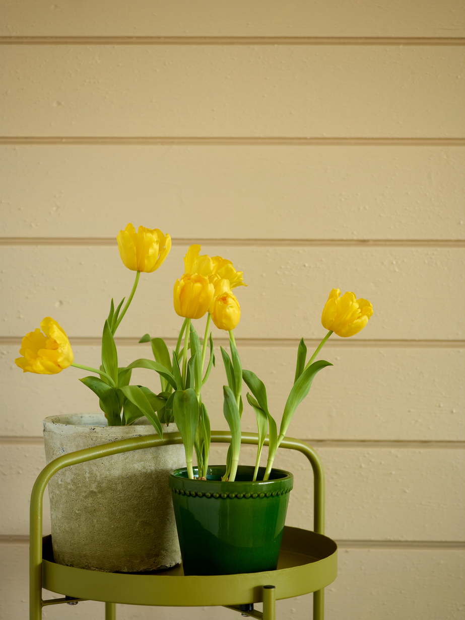 Savanne FR6130[4].jpg