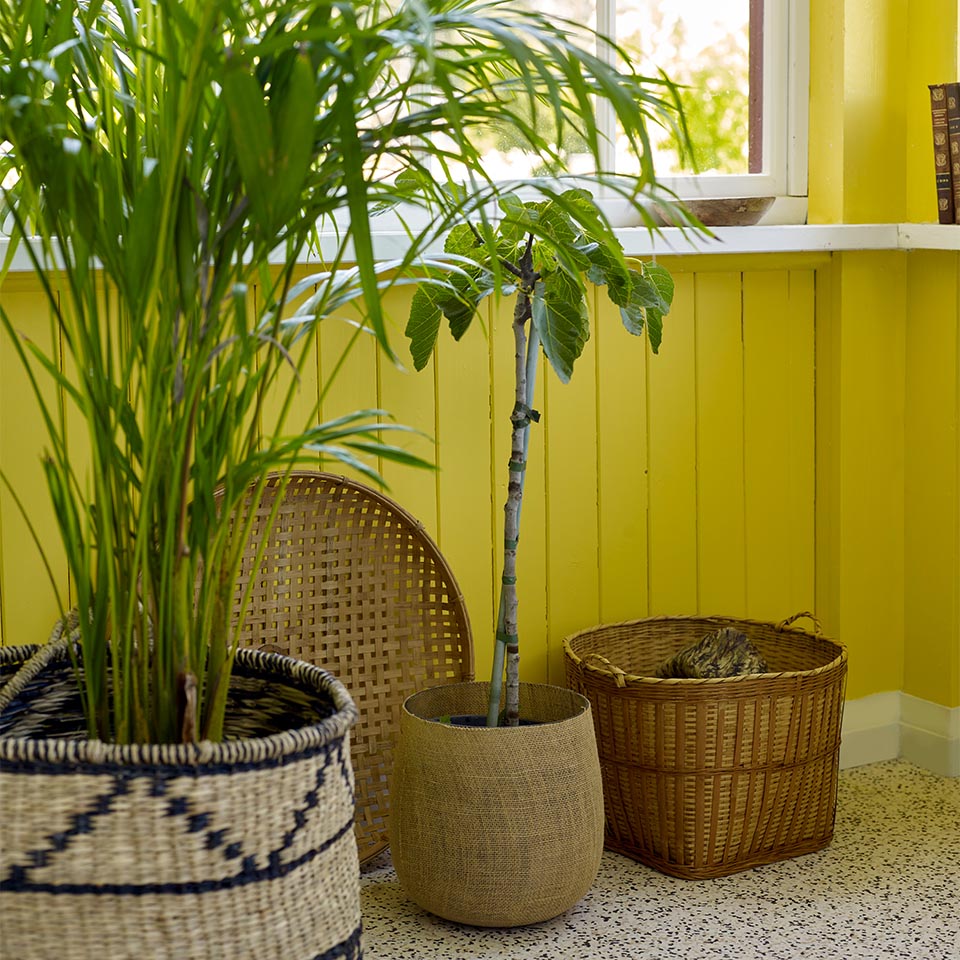 Årets farge 2022 vinterhage